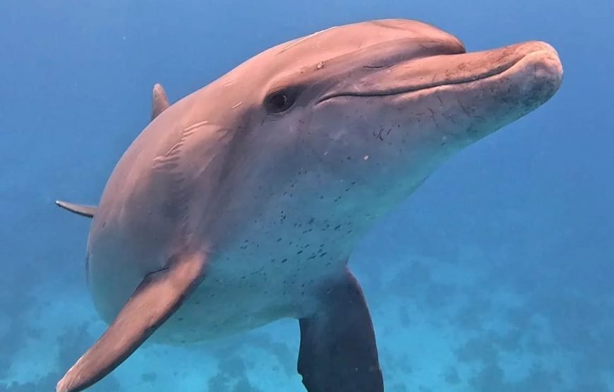 Dolphins Trips : HURGHADA
