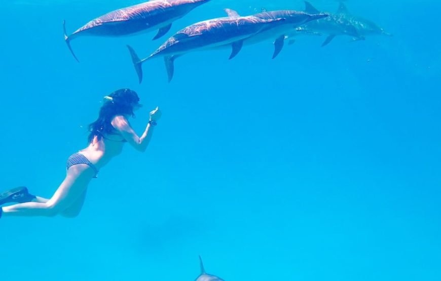 Dolphins Trips : HURGHADA