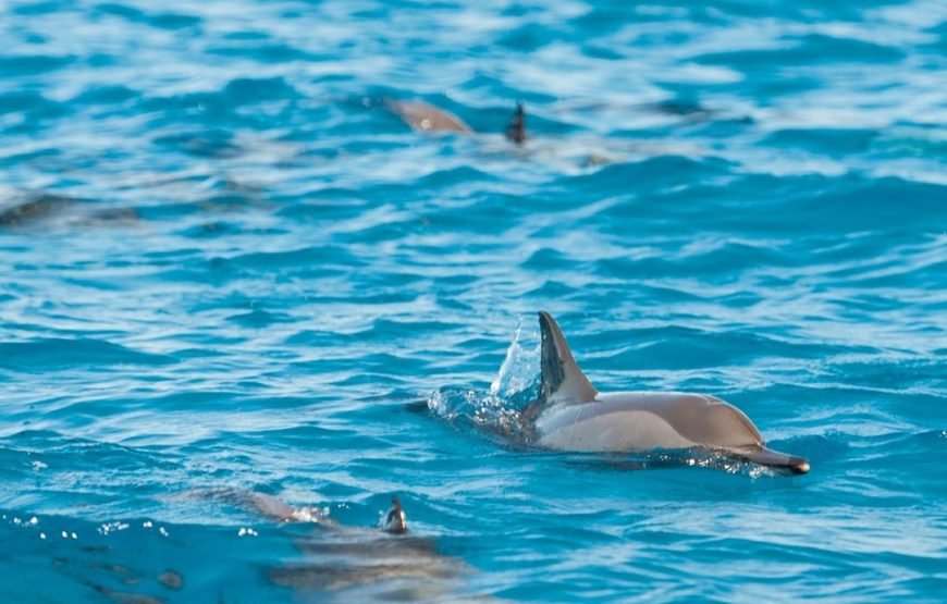 Dolphins Trips : HURGHADA