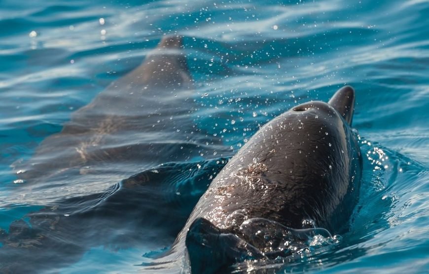 Dolphins Trips : HURGHADA