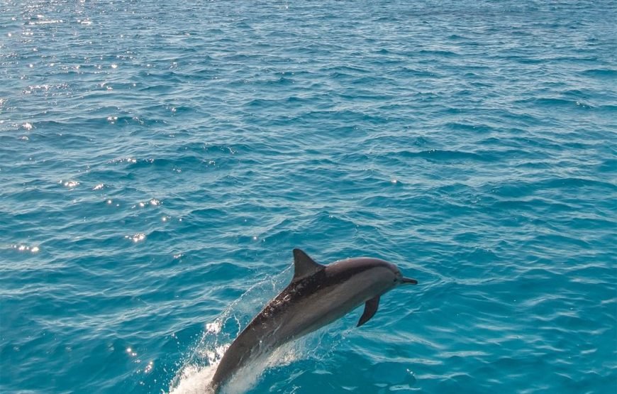 Dolphins Trips : HURGHADA