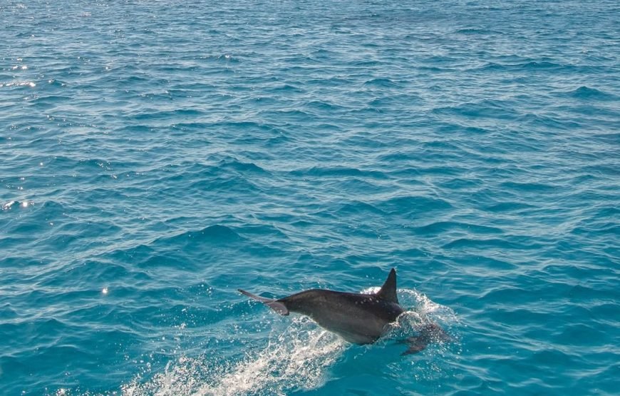 Dolphins Trips : HURGHADA