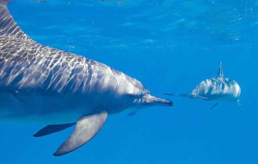 Dolphins Trips : HURGHADA