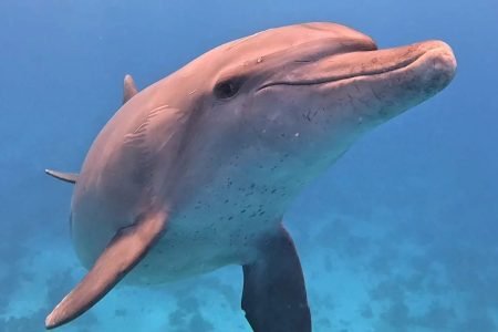 Dolphins Trips : HURGHADA