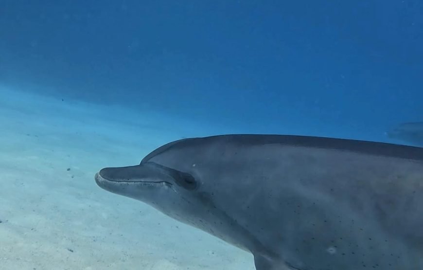 Dolphins Trips : HURGHADA