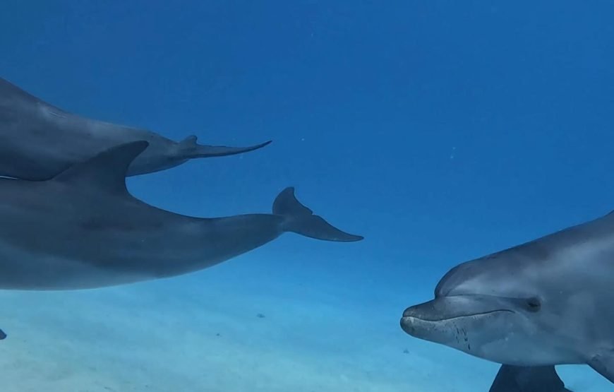 Dolphins Trips : HURGHADA