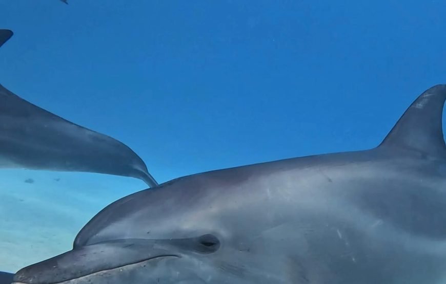 Dolphins Trips : HURGHADA