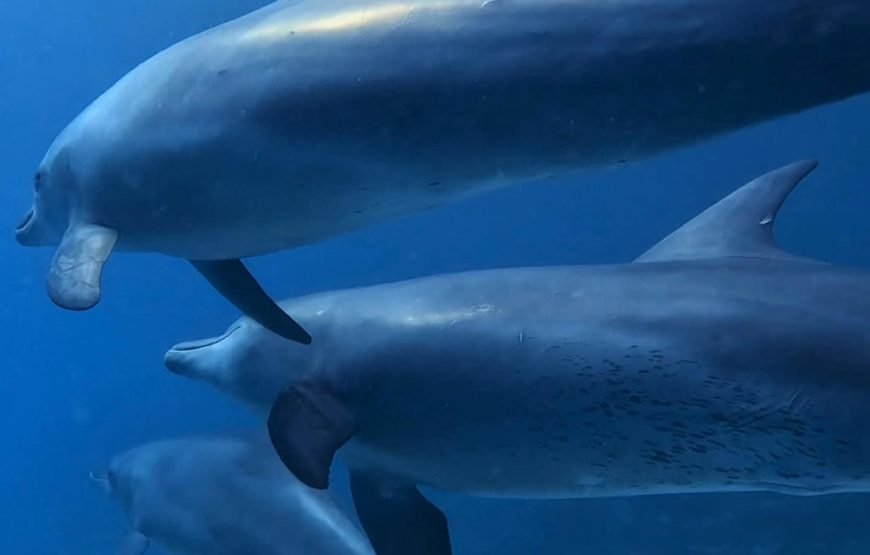 Dolphins Trips : HURGHADA